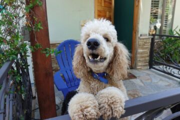 Are Standard Poodles Aggressive? The True Temperament of Poodles