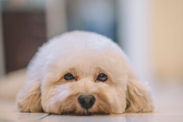 Are Toy Poodles Good with Kids? How Great of a House Pet is the Poodle?