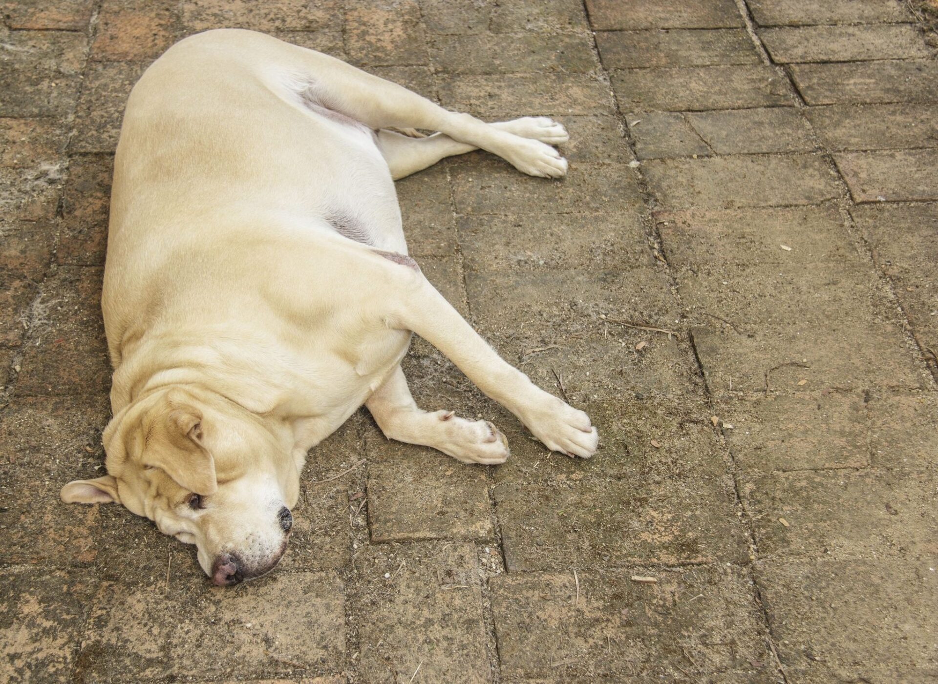 Labrador Retriever Health Problems You Should Know About