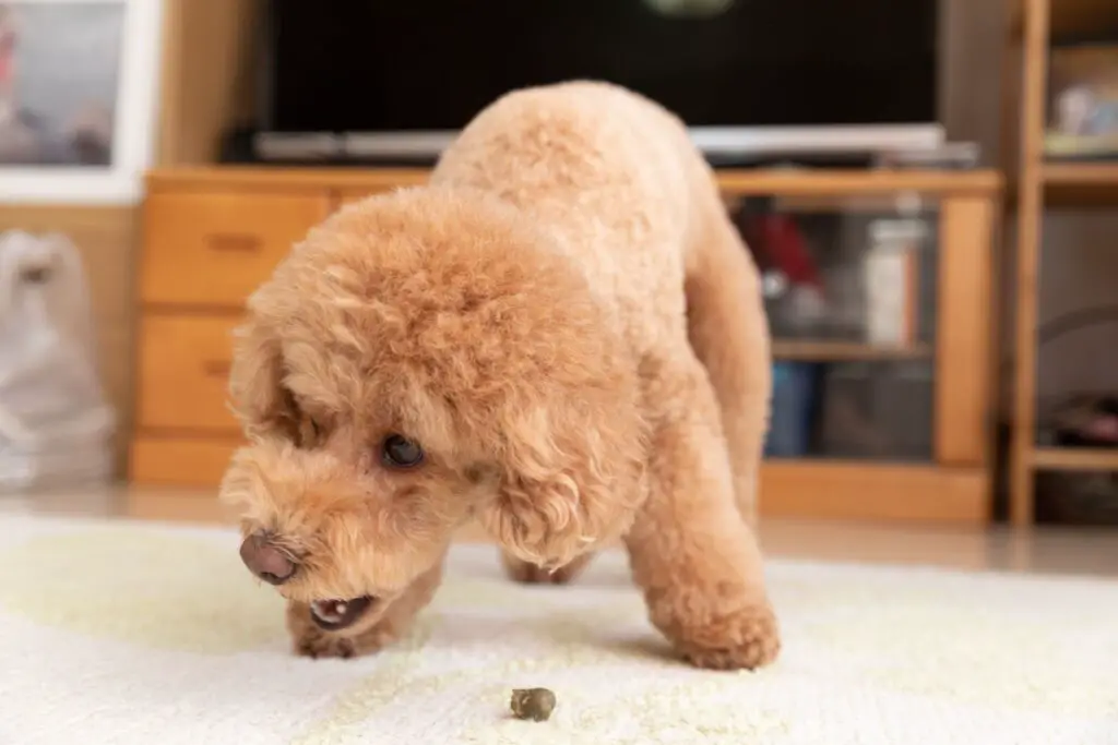 how much should a toy poodle eat