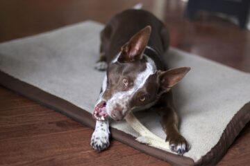 How to Sterilize Deer Antlers for Dog Chews: A Quick Guide