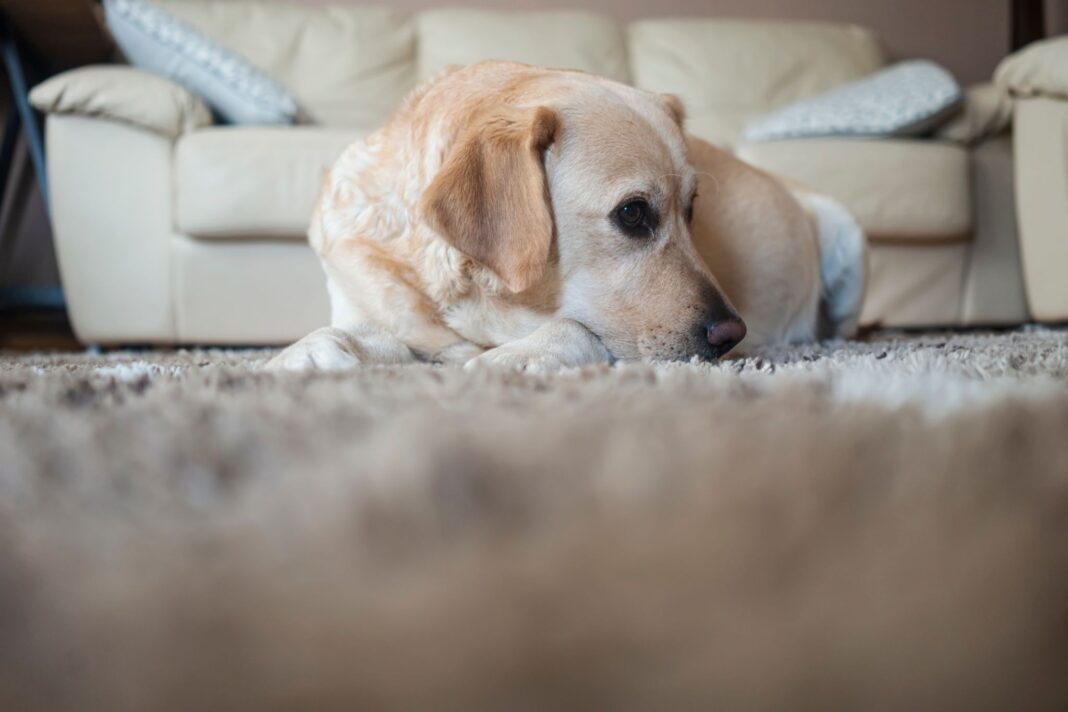 Pregnant Dog Temperature Fluctuation: What You Should Do