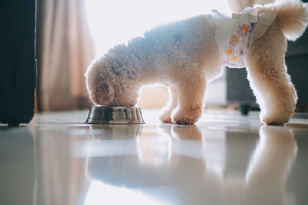 How Much Should a Toy Poodle Eat? The Correct Diet for Poodles