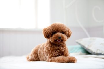 When Do Poodles Lose Their Puppy Coat? What to Know About Poodle Hair