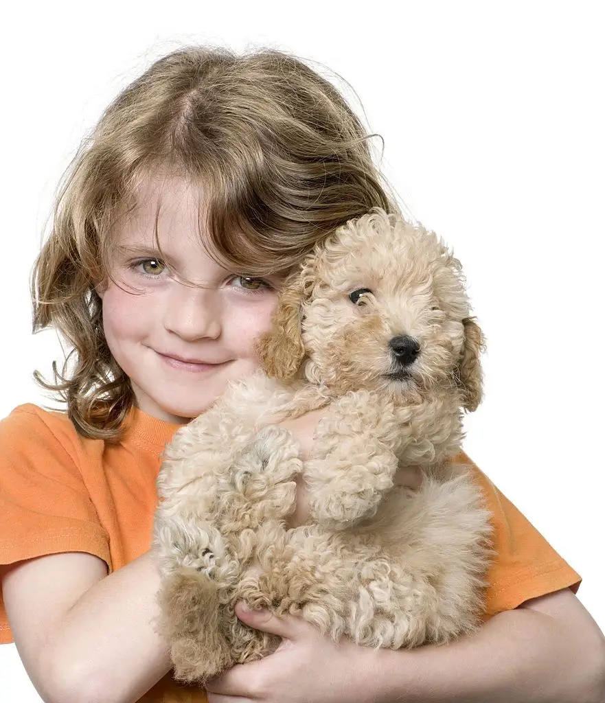 Young girl with her toy Poodle puppy