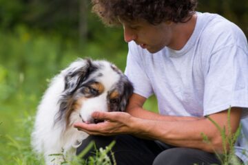 What Are The Australian Shepherd Food Allergies: What You Should Watch Out For