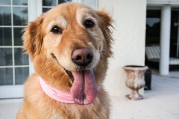 Golden Retriever Black Spot on Tongue: What It Means