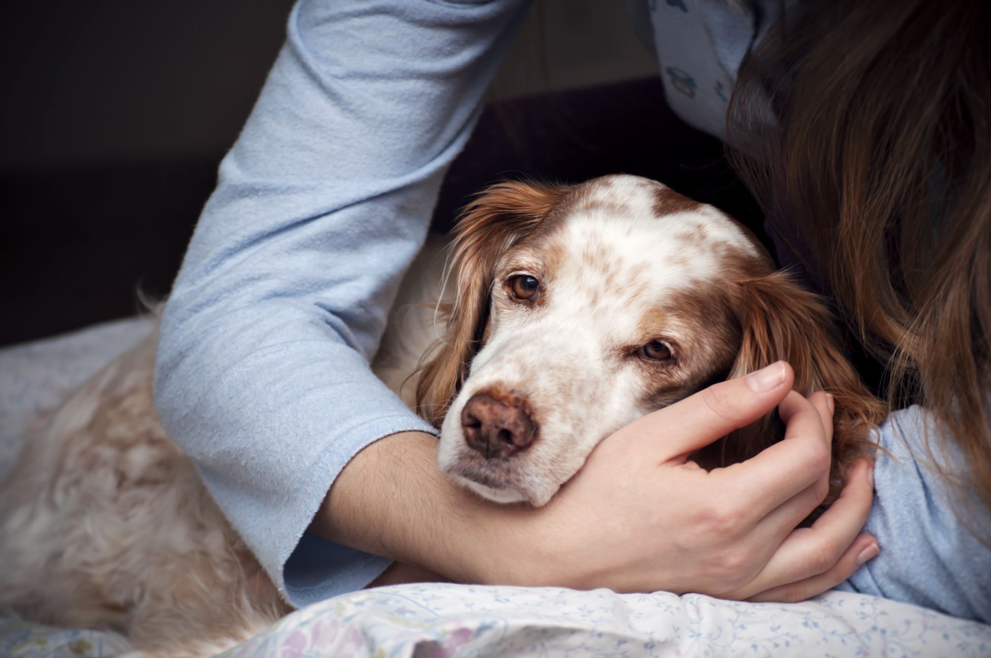 8 Tips For Maintaining Your Elderly Dogs Health