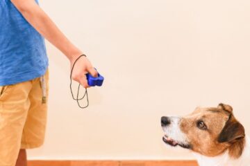 How Do You Use A Clicker For Dog Training? Clicker Training