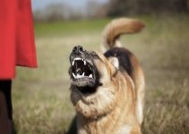 5 Tips To Stop German Shepherd Barking At Other Dogs!