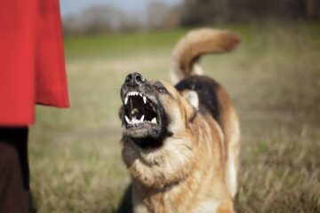 5 Tips To Stop German Shepherd Barking At Other Dogs!