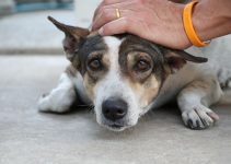 How To Care For A Dog With An Enlarged Heart? Medical Treatments