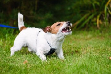 How To Correct Aggressive Dog Behavior? Signs, Causes and Treatments