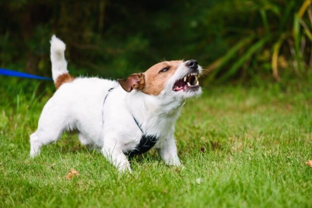 how to correct aggressive dog behavior