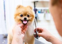 How To Groom A Dog At Home With Scissors? Useful Tips