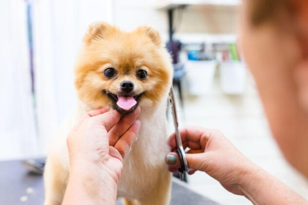 how to groom a dog at home with scissors