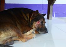How To Keep A Dog From Scratching A Wound? Good To Know