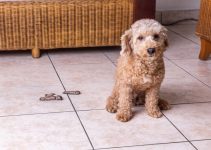 How To Store Dog Poop Until Trash Day? Effective Methods