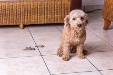 How To Store Dog Poop Until Trash Day? Effective Methods