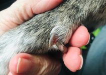 How To Treat A Broken Dew Claw? Good Treatments