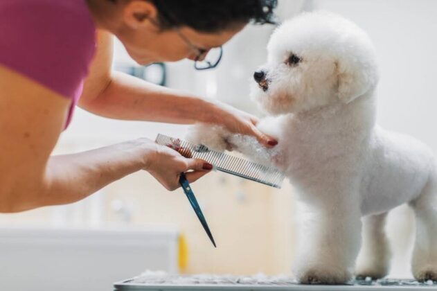 Tips For Grooming Your Dog