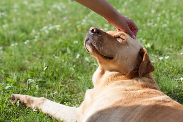 How to Help Your Dog Live a Long, Healthy, Happy Life?