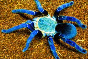 How to Keep a Cobalt Blue Tarantula as a Pet