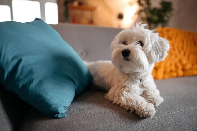 5 Tips for Pet-Proofing Your Living Room