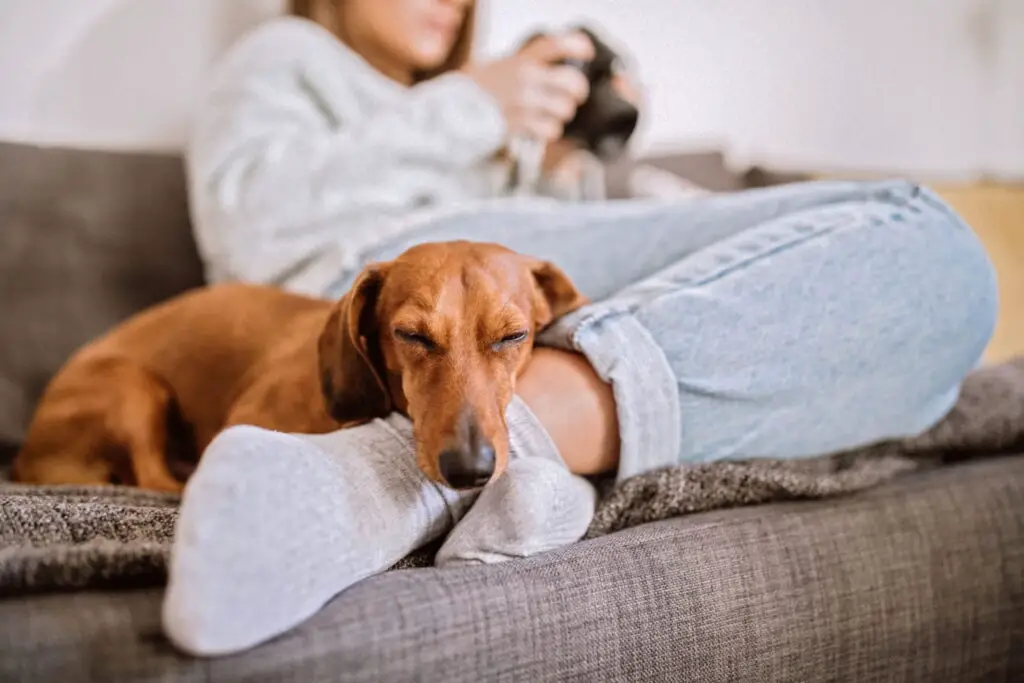 are dachshunds easy to train