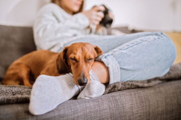 Are Dachshunds Easy To Train? Secret Tips To Train Your Dogs