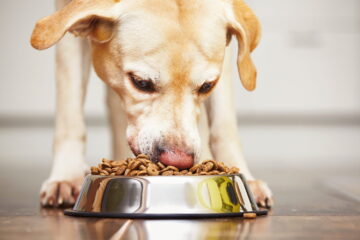 4 Considerations When Choosing The Right Food For Your Dog
