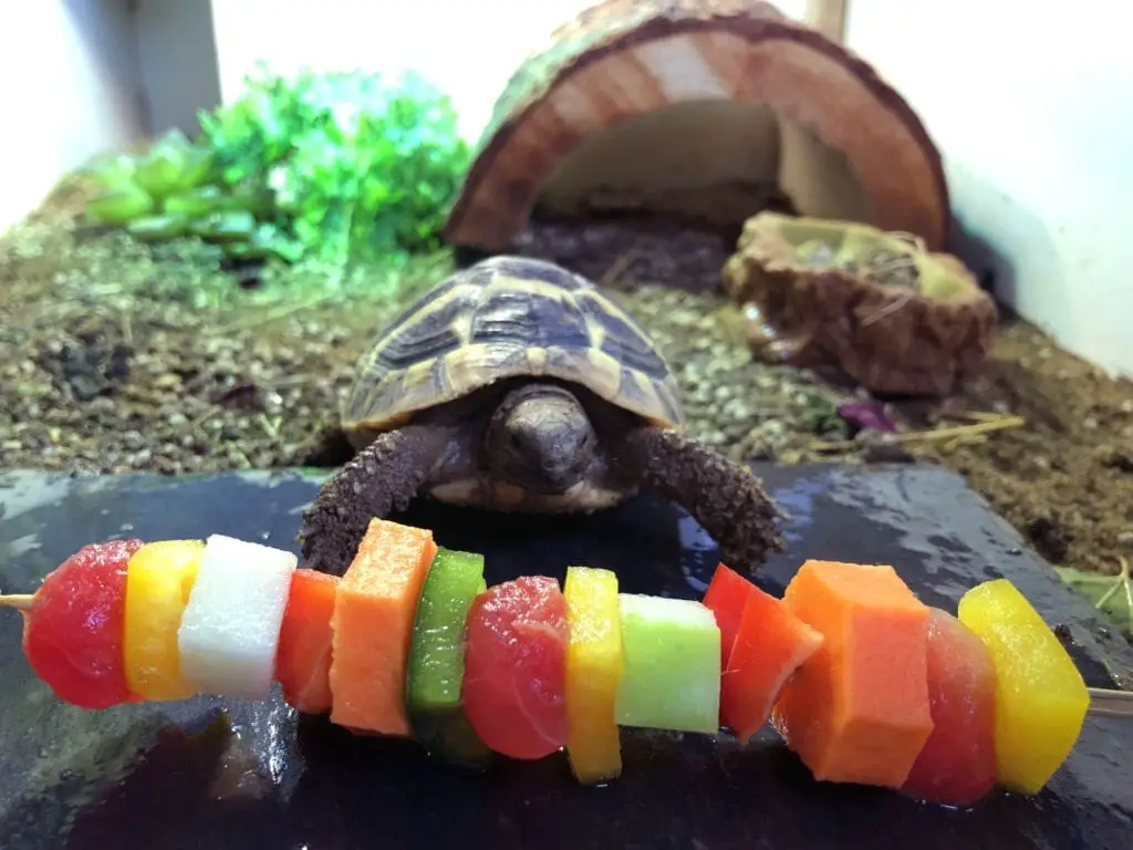 can russian tortoises eat carrots