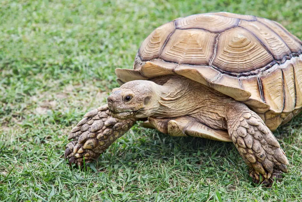 do sulcata tortoises hibernate
