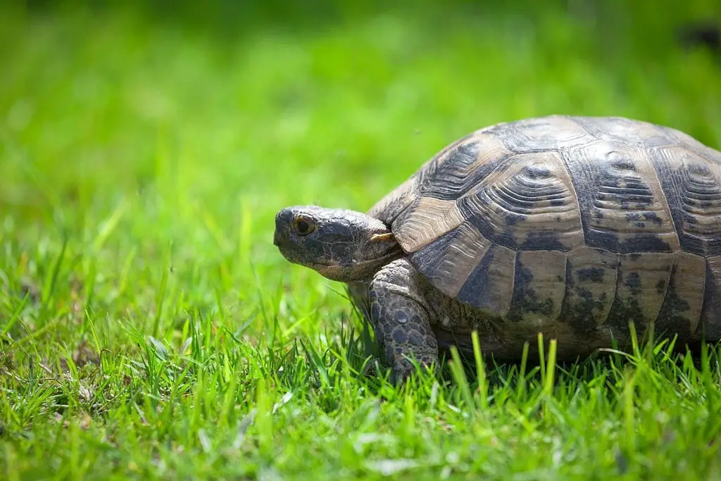how long can tortoises go without food