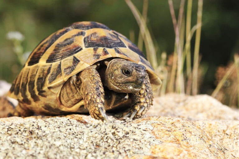 tortoise making croaking noise