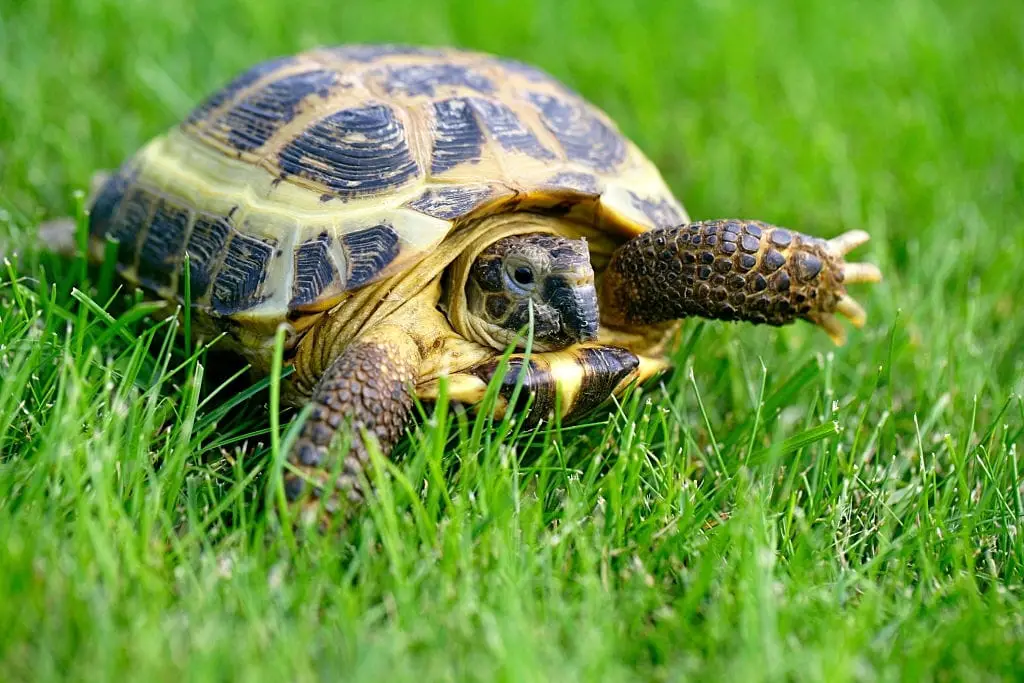 tortoise not eating but active