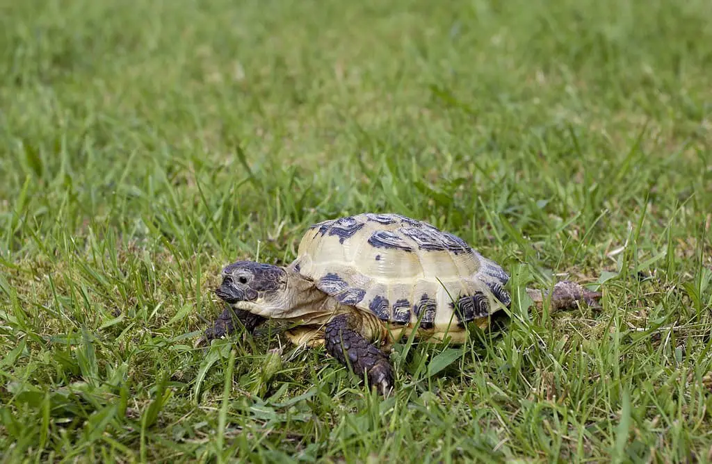 why do tortoises croak