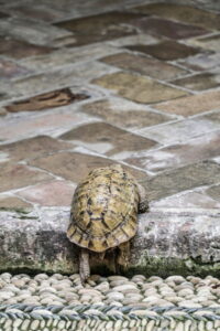 why does my tortoise keep climbing the wall