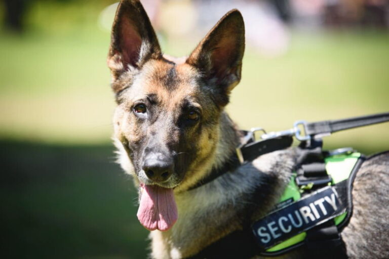 How Effective Are Dogs For Security?