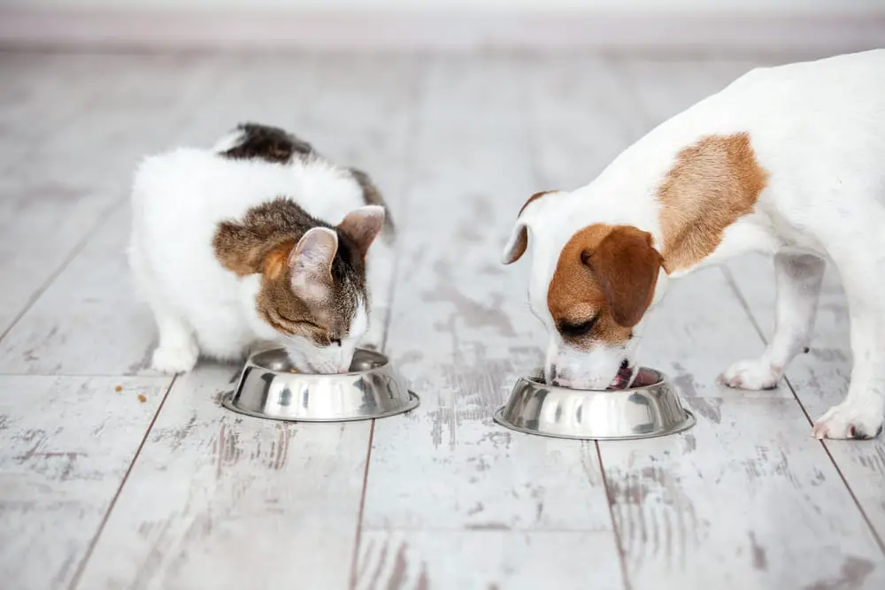 What Are the Differences Between Dog and Cat Food?