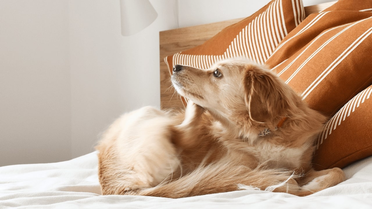 Dog Flea Treatment Tips to Consider