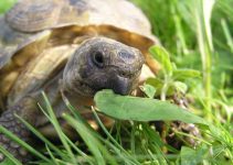How Often Should I Feed My Russian Tortoise (Explained)