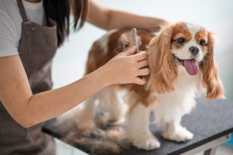 Streamline with VIP Mobile Dog Groomers in Miami