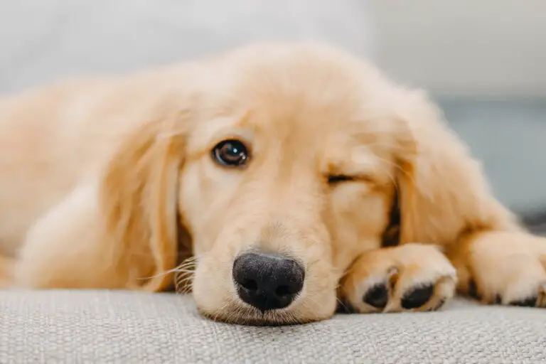 Things to Keep in Mind When Training a Golden Retriever
