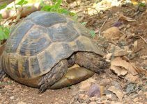 Why Does My Tortoise Sleep All Day? (Explained)