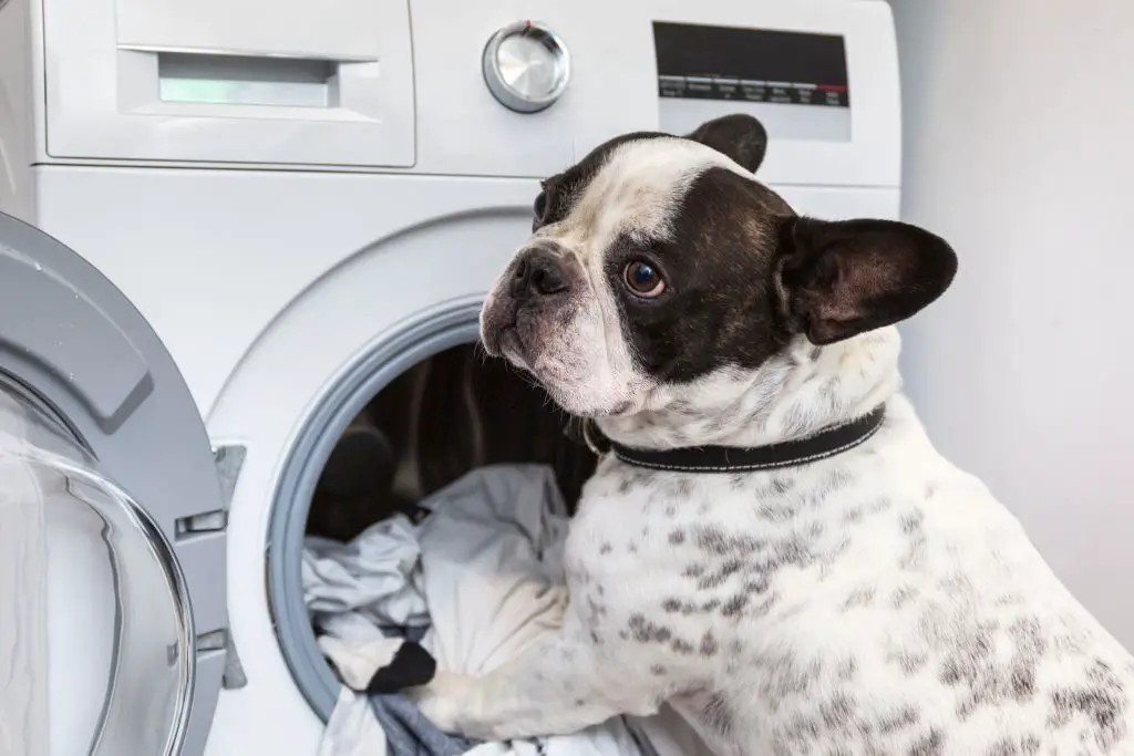 How to Get Dog Smell out of Washer and Dryer?