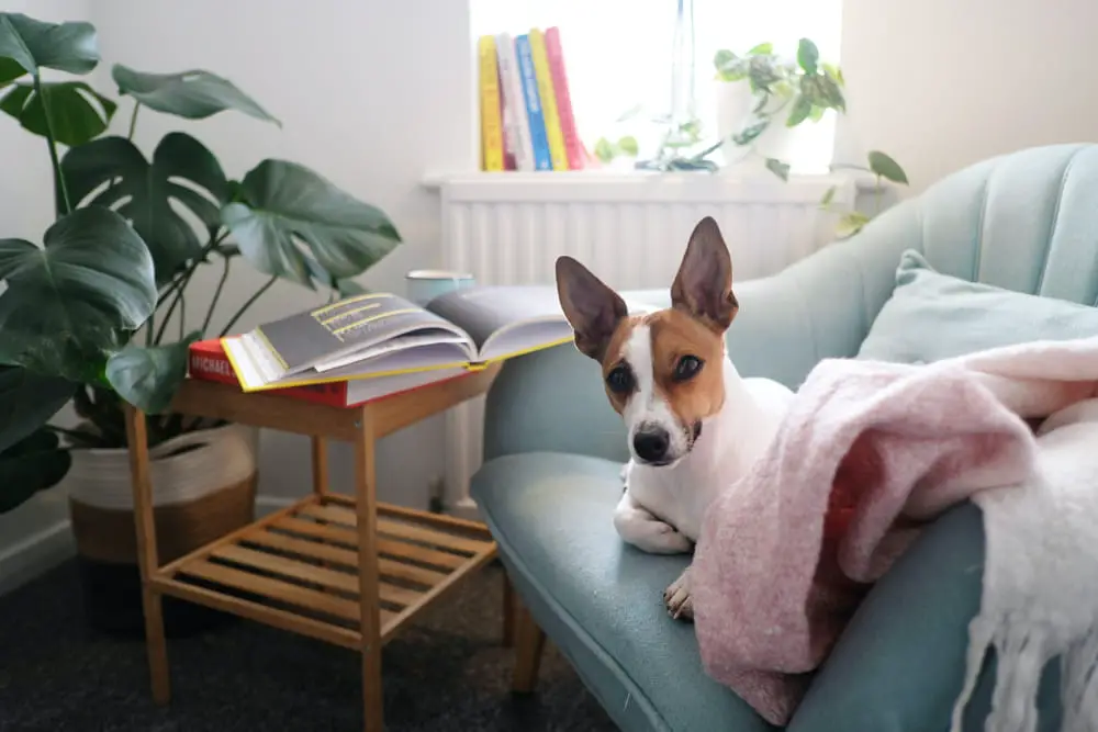 The Pros and Cons of Owning a Jack Russell
