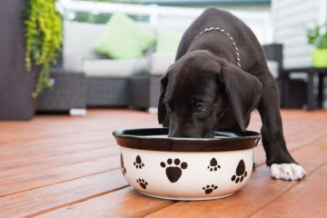 What Is Sustainable Dog Food?