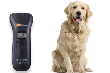 A Guide to Cold Laser Therapy for Dogs