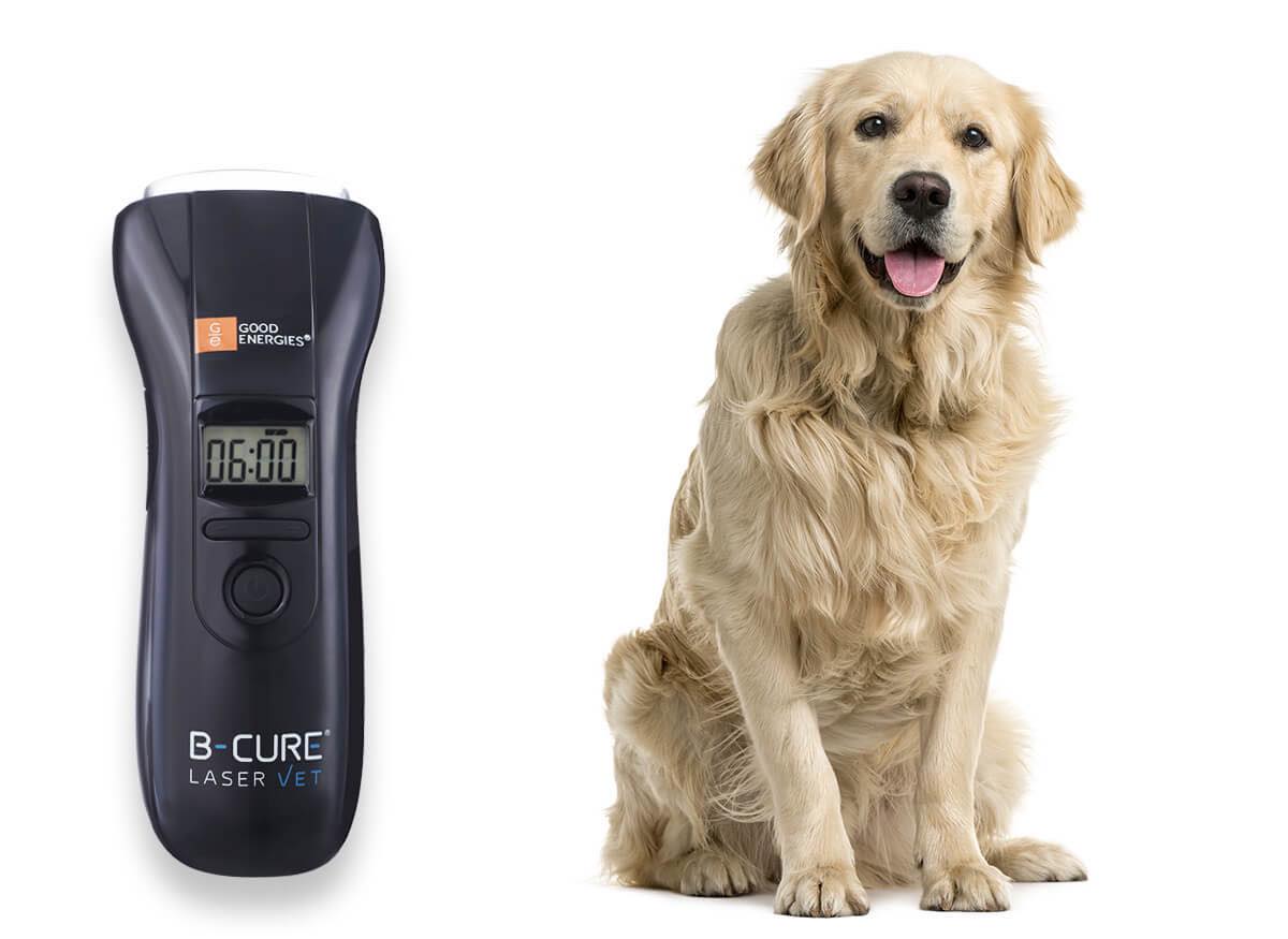 A Guide to Cold Laser Therapy for Dogs